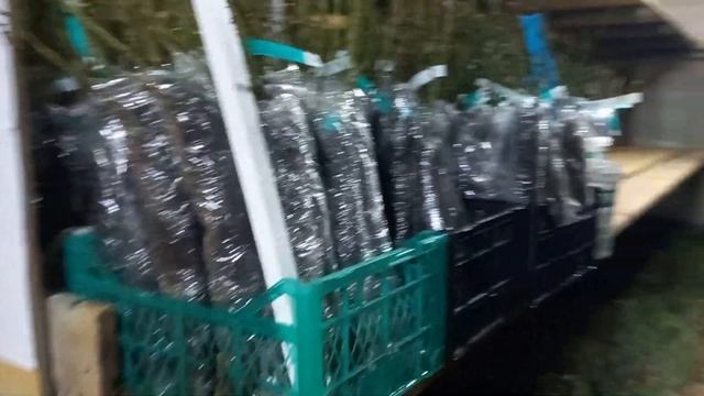 Розы Фокино. Хранение саженцев зимой, 2021 г. смотреть онлайн