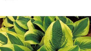 Hostas in Korea, 비비추 '마마 미아' Hosta ‘Mama Mia’