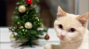 Украшаем ЁЛОЧКУ