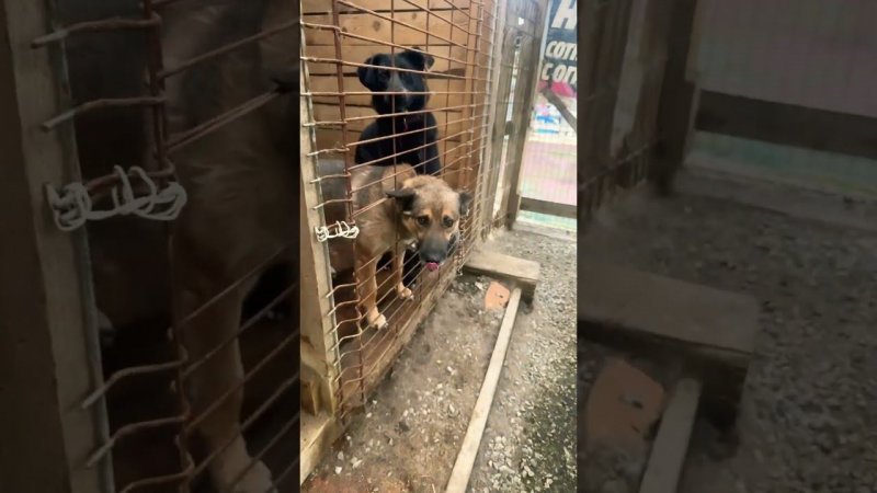 Доброе утро #приютхвостатоесчастье