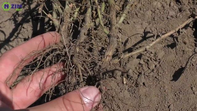 Контроль підвищення кількості бульбочок на корені нуту смотреть онлайн