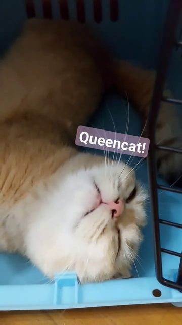 Queencat   Turtle  Cat Pet