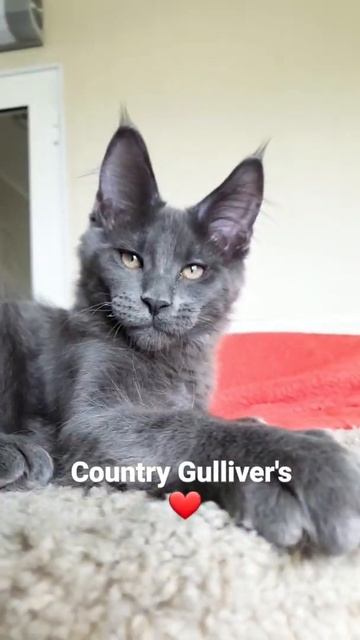 Котёнок мейн-кун из питомника Страна Гулливеров смотреть онлайн