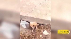 Эти Животные попали в Беду и были вынуждены просить Людей о Помощи!