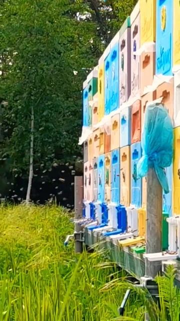 ❗️ШОК ❗️ БЕЛАЯ АКАЦИЯ ЗАЦВЕЛА 27.04.2024 #пасека #пчелы #пчеловодство #акация смотреть онлайн