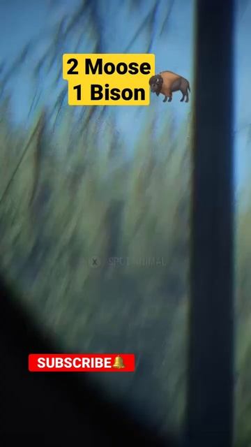 2 Moose 1 Bison 🦬 #thehuntercallofthewild #thehuntercotw #shorts #subscribe #gaming #xbox #cotw смотреть онлайн
