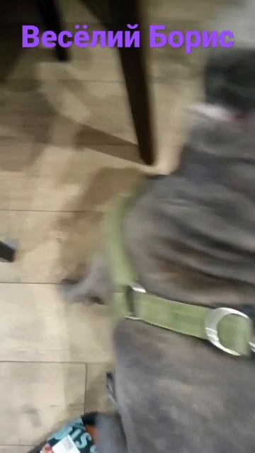 Весёлый Борис! смотреть онлайн