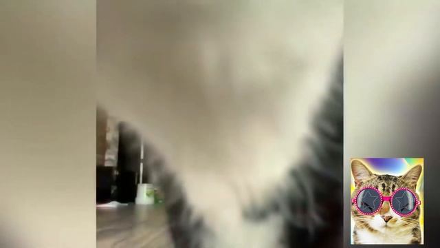 🐱 Котики и милые котята 🐱 Смешные моменты 💋 Кот Тигра смотреть онлайн