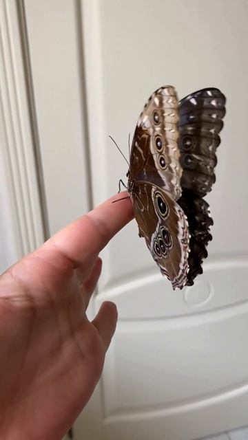 Butterfly effect | ChaosTheory | UnpredictableConsequences | ComplexSystems | Weather смотреть онлайн