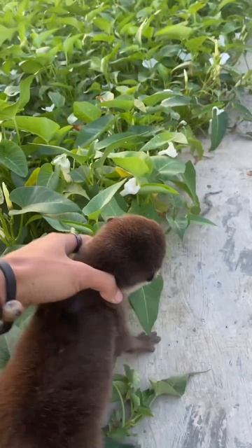 si jojo (otter) смотреть онлайн