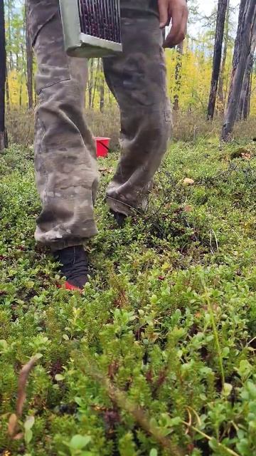 Сбор брусники. смотреть онлайн