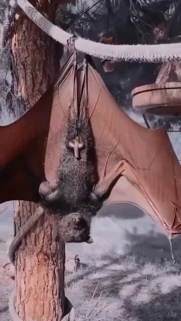 📹 Гривастый ацеродон (Acerodon jubatus) — крупное млекопитающее семейства крылановых. смотреть онлайн