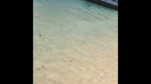 Отдых в отеле Melia Zanzibar 5* на Занзибаре