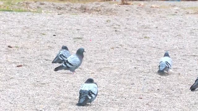 Турецкие пляжные голуби Махмутлара (Beach Pigeons of Mahmutlar, Turkey). смотреть онлайн