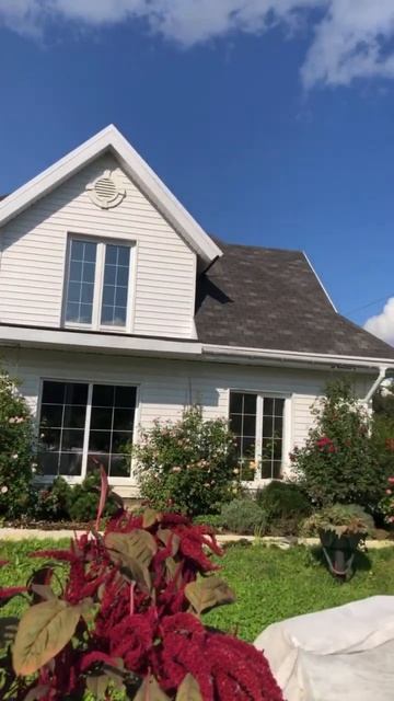 Лето в деревне. Амарант овощной #каркасныйдом #строительство #жизнь #сад #лето #дом #огород смотреть онлайн