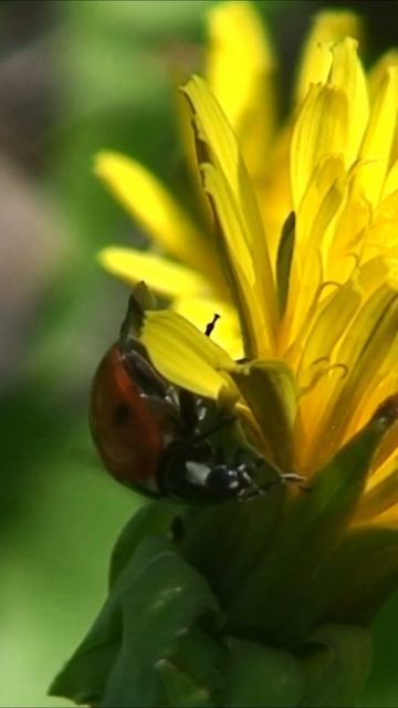 Семито́чечная коро́вка (лат. Coccinella septempunctata) #sorts смотреть онлайн