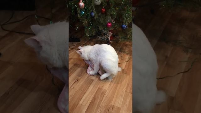 Кот извращенец смотреть онлайн