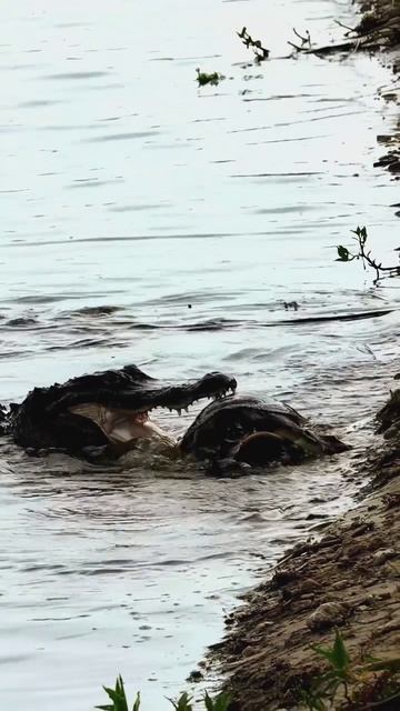 📹 Крокодил попробовал черепаху. смотреть онлайн