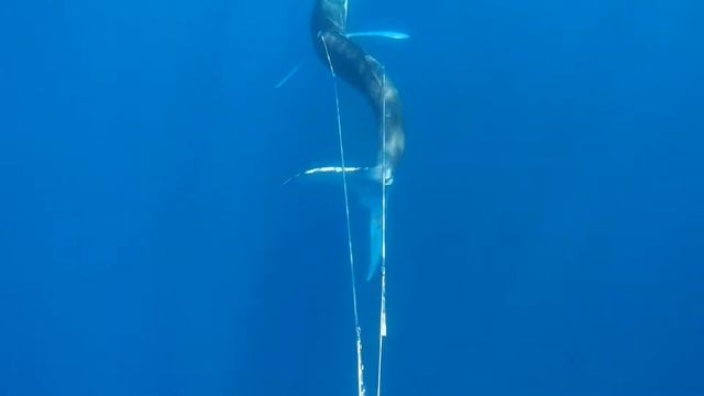 Taming the Beast 80 kilo Striped Marlin смотреть онлайн