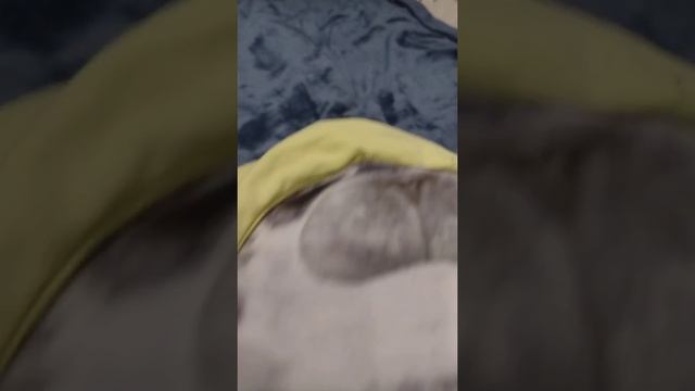 бесконечный прыжок тюленя день 3 смотреть онлайн