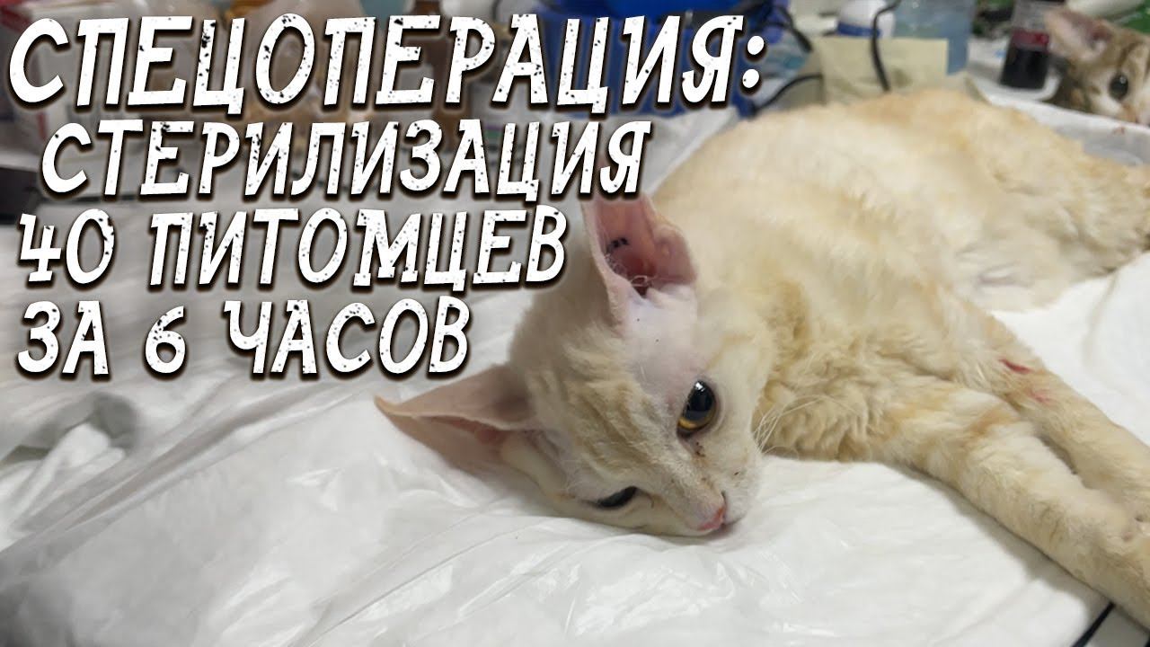 Спасение животных / Спецоперация: стерилизация / К нам приехал суперветеринар