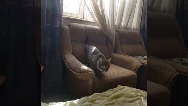 хищная походка2 #кот #cat #cats #котэ #котопес #маугли #ка #глазохотника #shorts смотреть онлайн