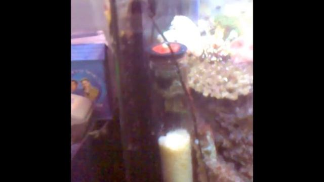 הורדת ניטראט ופוספאט בקלות ובזול смотреть онлайн