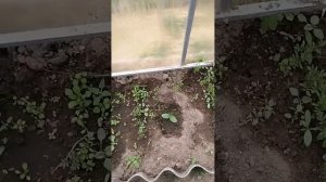 Огурец Каминария (KS90)