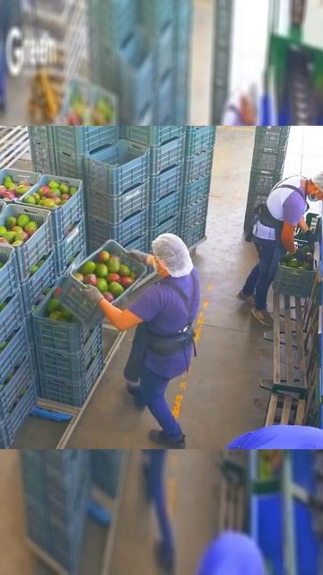 Манго: от сада до завода 🥭🤖