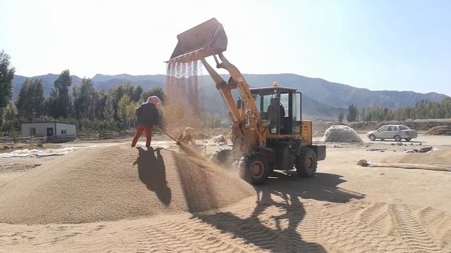 Пшеница смотреть онлайн