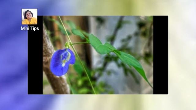 പറഞ്ഞാല് തീരാത്ത ആരോഗ്യഗുണങ്ങള് ഉള്ള നീല ശംഖുപുഷ്പത്തെ പരിചയപെടാം Asian pigeonwings смотреть онлайн