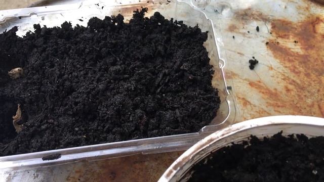 Growing wild garlic in containers смотреть онлайн