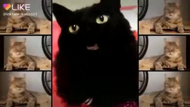 Дэспасито на кошачем языке😍😍😍