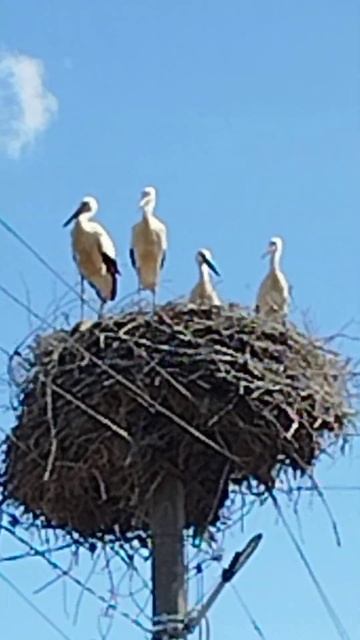 семья смотрит смотреть онлайн