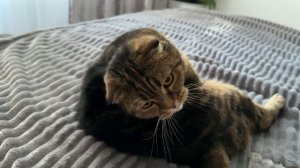 МАТЬ ЧЕССИ🐯КРАСИВАЯ🧩ЛАСКОВАЯ