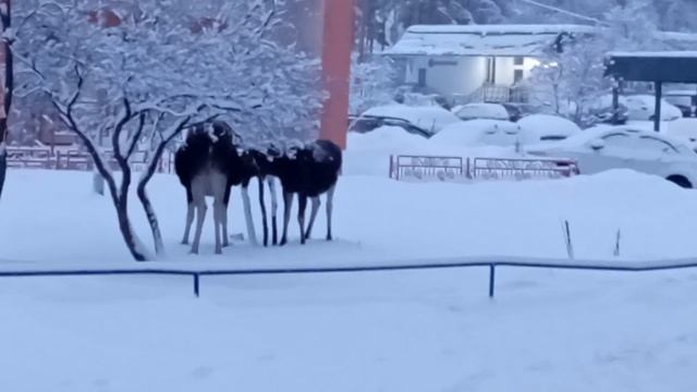 Зима. Лоси. Заречный смотреть онлайн