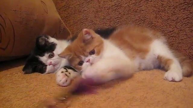 exotic kittens сattery Irlins