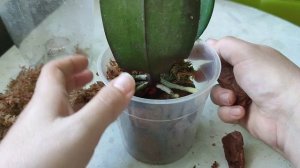 Наращивание корней орхидеям. Мой способ