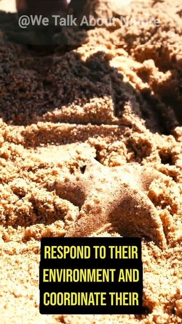 Why Does Star Fish Haven't A Brain? смотреть онлайн