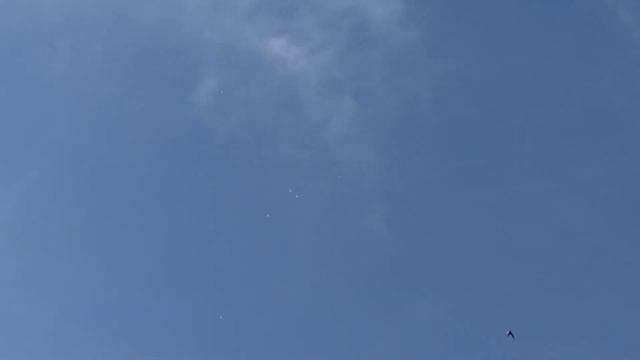 шейки, настоящий полёт бакинских голубей.... смотреть онлайн