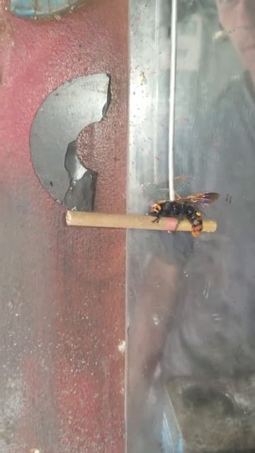 Японский шершень смотреть онлайн