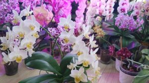 Орхидея Phalаenopsis Yu Pin Burgundy - Бургунди. #Цветение 2024