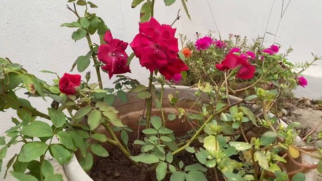 Tips and care for rose plants смотреть онлайн