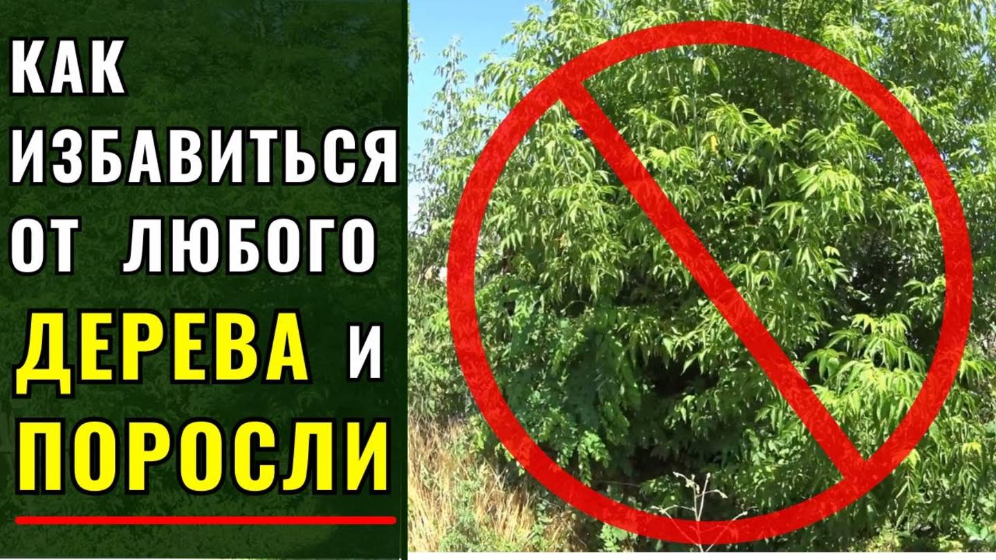 Садоводы в шоке! Этот способ избавит ваш участок от поросли за 1 день - работает даже зимой!