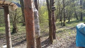 Качалка в лесу