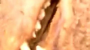 Нерпа в Тадебяяхе