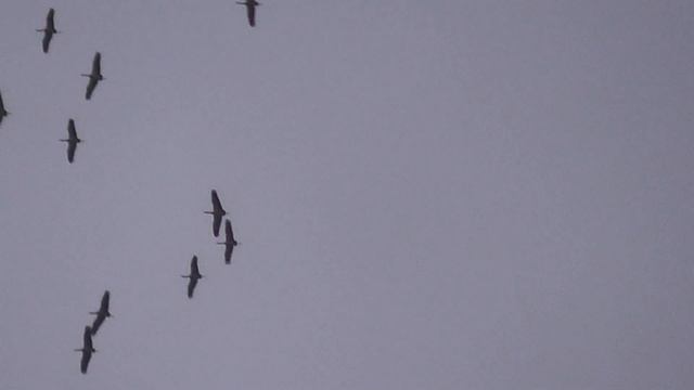 Журавли в небе над Таразом(Джамбулом). 28 марта, 2024г. смотреть онлайн