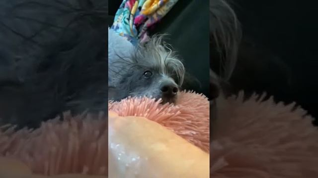 Муся после прививки Рома жалеет рядом.