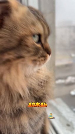 Вот такой нынче апрель!😹 #котики #юмор #апрель