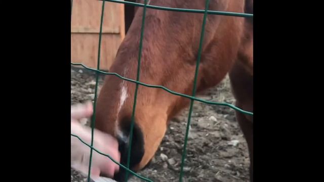 Знакомство с лошадью. ШОН И ЛИОН.